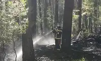 Pięć zastępów straży pożarnej przez pięć godzin gasiło pożar lasu w Wierzbowej