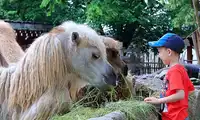 Boże Ciało oraz długi czerwcowy weekend w ZOO Görlitz: przygoda dla całej rodziny!