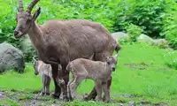 Żywiołowy sekstet! Sześć koźląt koziorożca alpejskiego bryka obecnie na „alpejskim stoku” w Zoo Görlitz-Zgorzelec.