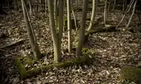 Kto chce kupić wydruki fotografii z mojej wystawy „Antropocen”?