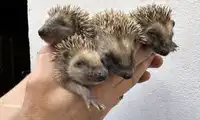 Ręce precz od młodych dzikich zwierząt! Nasze Zoo Görlitz – Zgorzelec apeluje o powstrzymanie się od interwencji, które mają dobre intencje, ale często są szkodliwe.