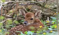 Kilka wyjątkowych kropek więcej, potomstwo jelenia wschodniego w Naszym Zoo Görlitz-Zgorzelec.