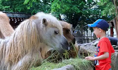 Boże Ciało oraz długi czerwcowy weekend w ZOO Görlitz: przygoda dla całej rodziny!