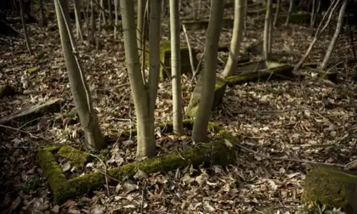 Kto chce kupić wydruki fotografii z mojej wystawy „Antropocen”?