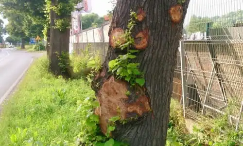 Nietykalna głupota