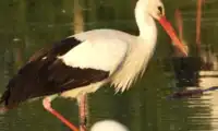 Pomóż namierzyć bocianie gniazda w powiecie bolesławieckim