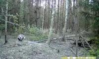 Zobacz borsuka z Borów Dolnośląskich