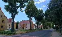 Okaleczone drzewa przy Lubańskiej. Czytelniczka oburzona, Zarząd Dróg Powiatowych twierdzi, że dba o bezpieczeństwo