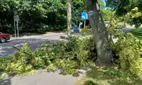 Duże drzewo spadło na chodnik w centrum miasta!