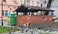 Gołębie w centrum Bolesławca. Mieszkańcy alarmują: brud, smród i zagrożenie sanitarne
