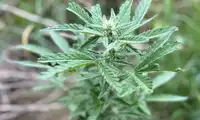 Marihuana na posesji! Policja wykryła nielegalną uprawę 
