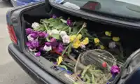 52-latek wyrwał z miejskiej rabaty ponad 100 tulipanów – dla ukochanej

