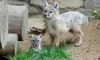 Szczenięce trio i majówka w Zoo Görlitz