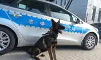 Pies na narkotyki wącha w Bolesławcu