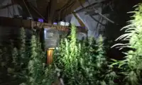 77-letnia Rosjanka miała plantację konopi, trafi przed sąd - zobacz WIDEO i ZDJĘCIA