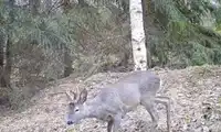 Sarna spaceruje po Borach Dolnośląskich – mamy wideo!