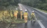 OSP Trzebień usuwa skutki wichury. Na drogę spadły konary drzew