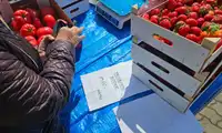 Sezon na truskawki rozpoczęty. W Bolesławcu zapłacisz nawet 27 zł za kilogram
