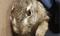 Był obdarty ze skóry, a teraz kica na wolności! Uwaga, drastyczne zdjęcie. [Wideo]