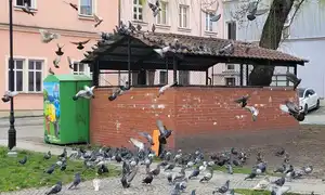 Gołębie w centrum Bolesławca. Mieszkańcy alarmują: brud, smród i zagrożenie sanitarne

