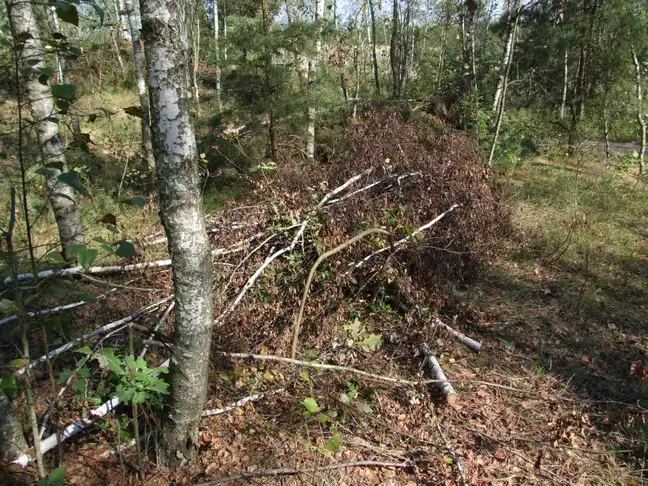 Bolec.Info - zdjęcie