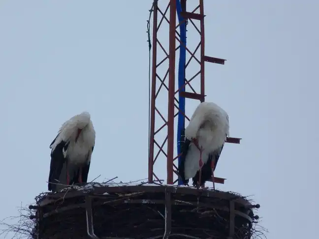 Bolec.Info - zdjęcie