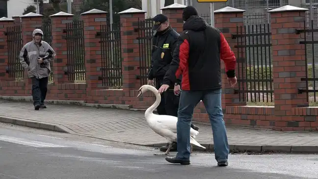 Bolec.Info - zdjęcie