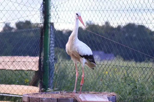 Bolec.Info - zdjęcie