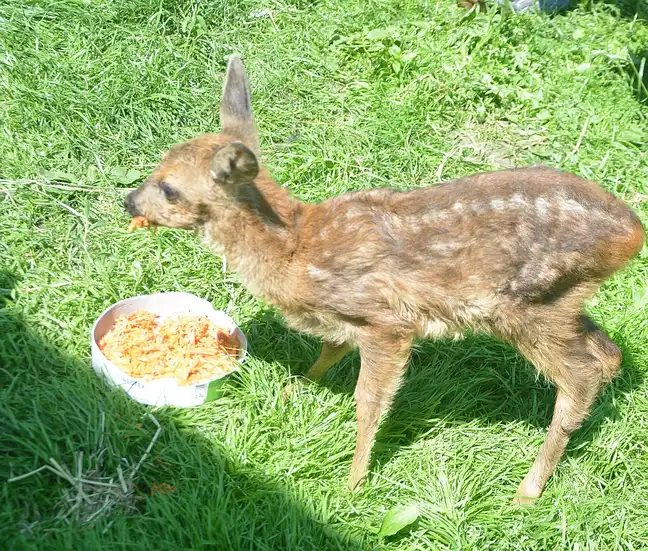 Bolec.Info - zdjęcie