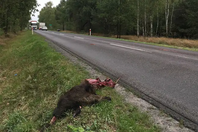 Bolec.Info - zdjęcie