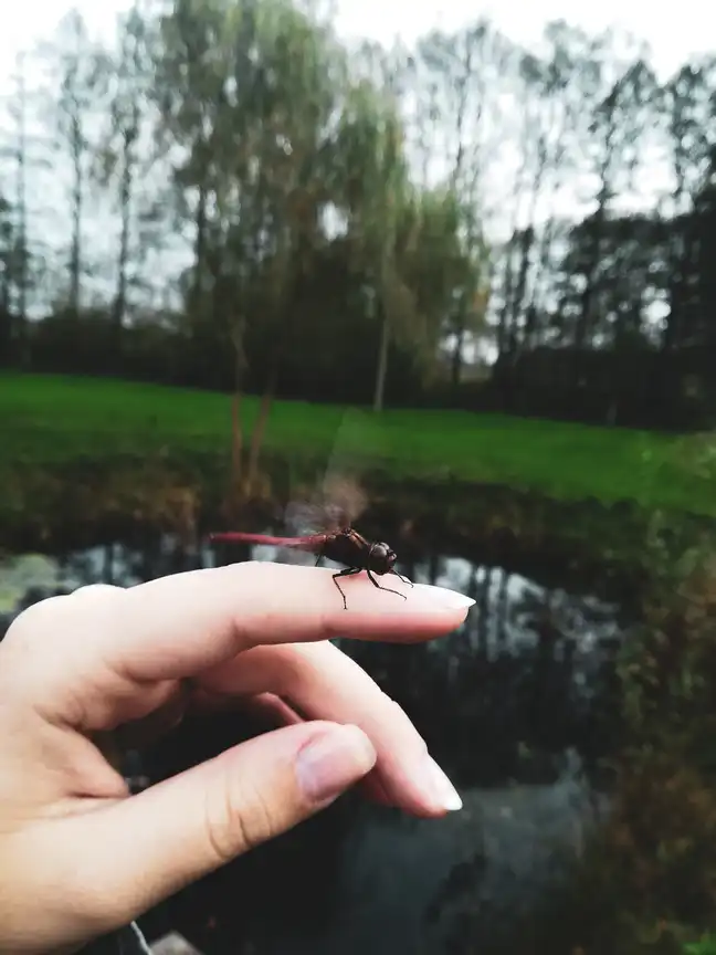 Bolec.Info - zdjęcie