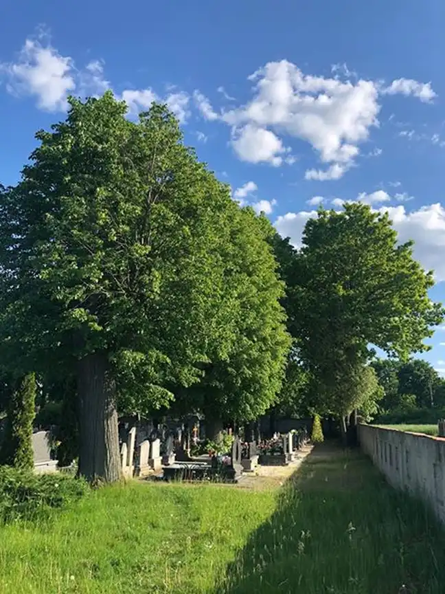 Bolec.Info - zdjęcie