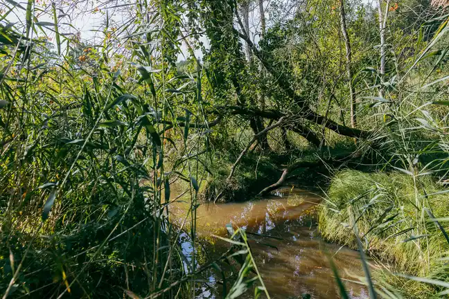 Bolec.Info - zdjęcie