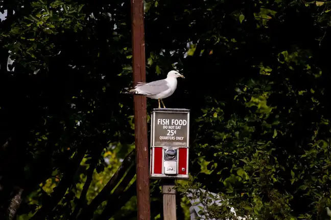 Bolec.Info - zdjęcie