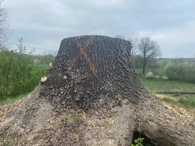 Bolec.Info - zdjęcie