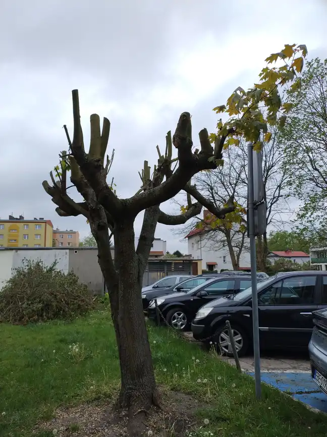 Bolec.Info - zdjęcie