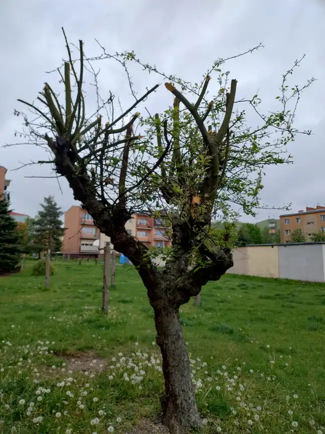 Bolec.Info - zdjęcie