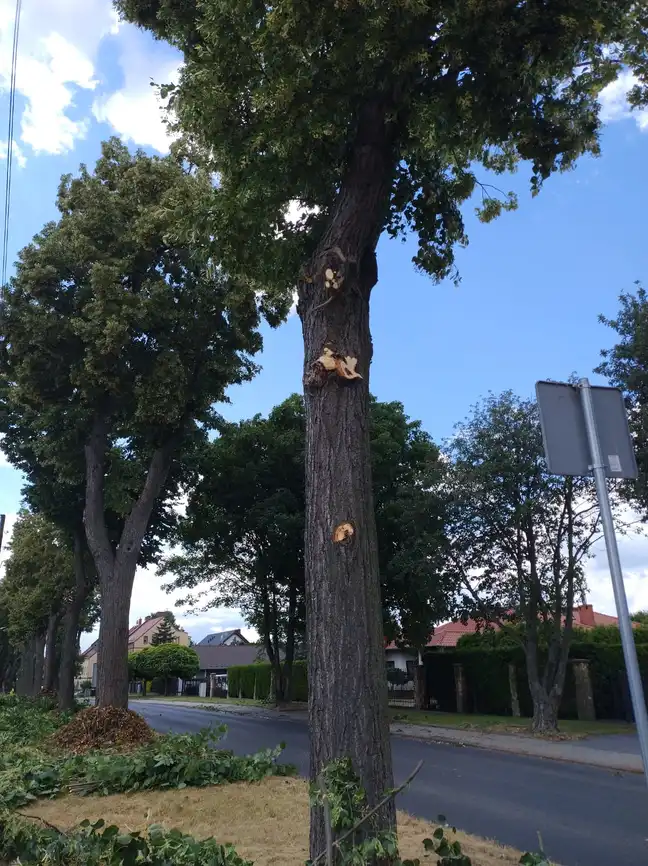 Bolec.Info - zdjęcie