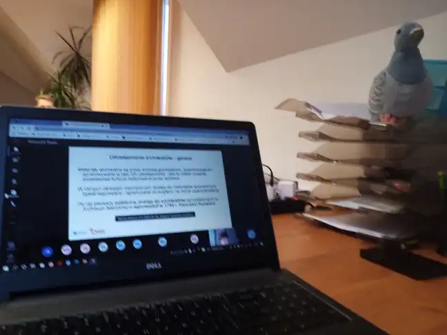 Bolec.Info - zdjęcie