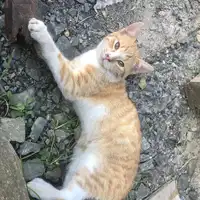 4 miesięczny kotek szuka domu