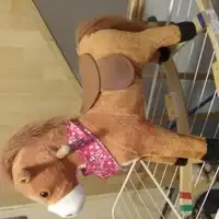 Sprzedam konika bujanego 