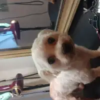 Psi fryzjer