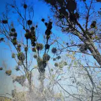 KUPIĘ  JEMIOŁĘ  KAŻDĄ   ILOŚĆ  