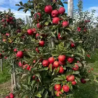 Zbiory jabłek gruszek Niemcy praca sezonowa 