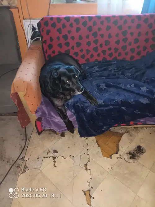Oddam psa labradora jest grzeczna 
